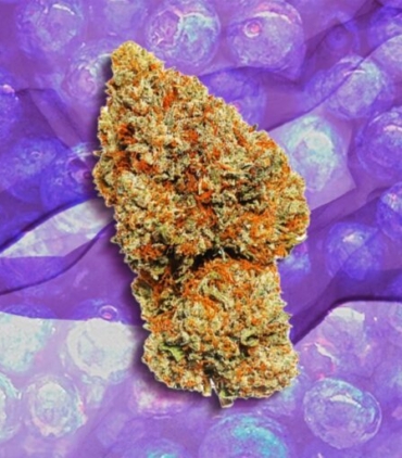 buy blueberry strain